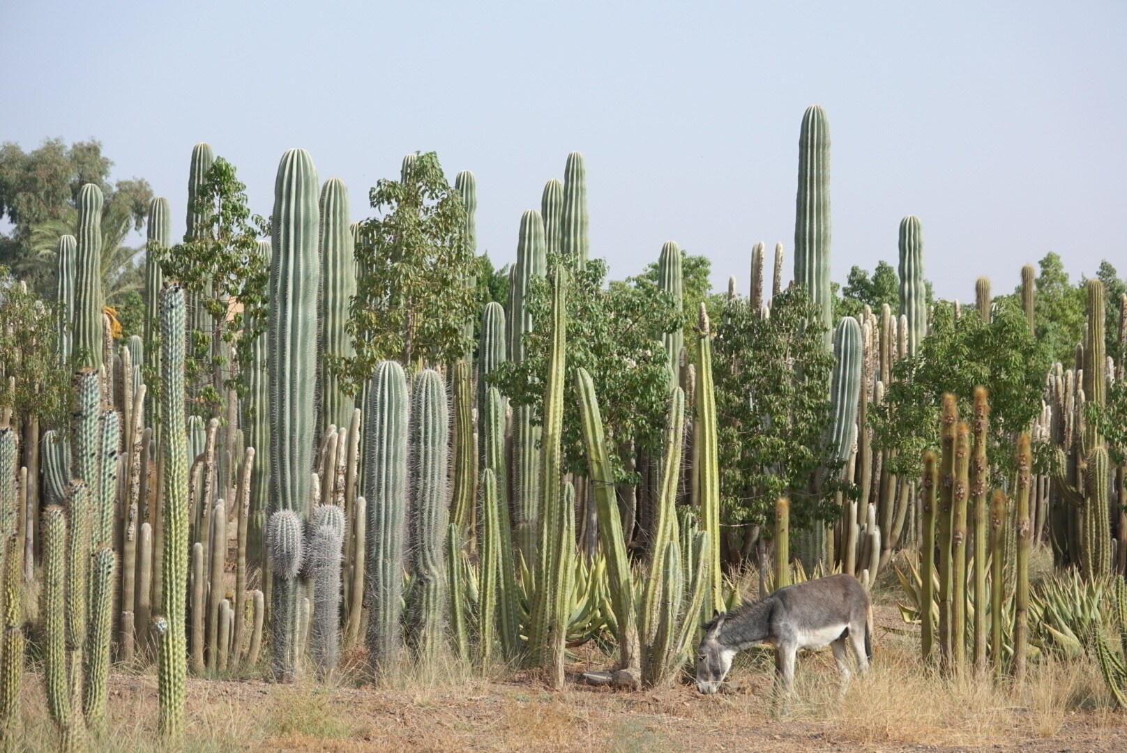 Le Jardin de Cactus