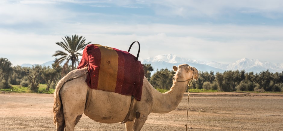 5 principales activités pour les familles  à Marrakech